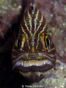 Tiger cardinalfish with eggs, Koh Haa by Tobias Reitmayr 